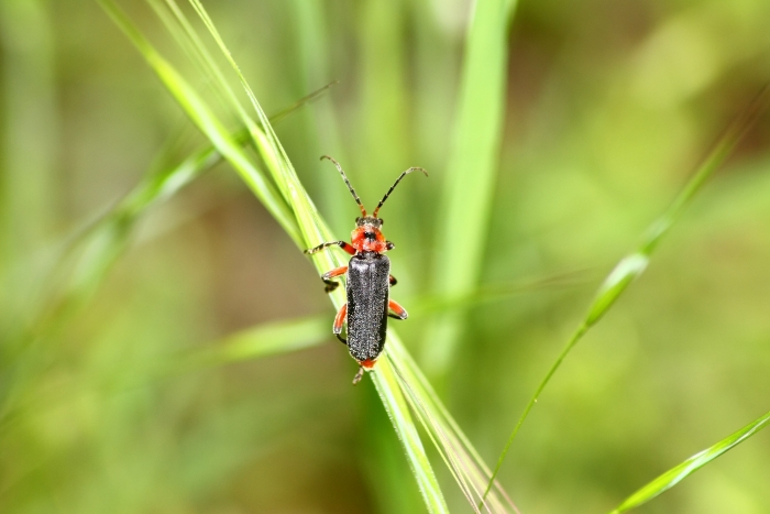 Cantharis fusca? No. Cantharis rustica